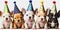 Happy puppy dogs wearing party hats celebrating puppies