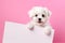 a happy puppy holds in its paws a white sheet of paper with a place for text,on a monochrome pink background,a mockup for an