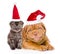 Happy puppy and tiny kitten in red santa hats lying together. is