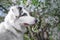 Happy purebred Australian Shepherd dog  sitting on a blooming beautiful colorful trees in spring in the park