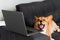 Happy purebred Corgi dog with laptop. Welsh Corgi Pembroke dog sitting with laptop. Creative idea with laptop for