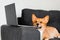 Happy purebred Corgi dog with laptop. Welsh Corgi Pembroke dog sitting with laptop. Creative idea with laptop for