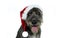 HAPPY PUREBRED DOG CELEBRATING CHRISTMAS PARTY DRESSING A RED SANTA CLAUS HAT. ISOLATED SHOT AGAINST WHITE BACKGROUND