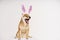 Happy purebred shiba inu dog, dressed in a costume with bunny ears to celebrate