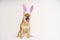 Happy purebred shiba inu dog, dressed in a costume with bunny ears to celebrate