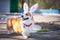 Happy purebred Welsh Corgi dog  dressed up with bunny ears costume for Easter celebration for a walk in the park at sunny lawn