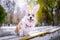 Happy purebred Welsh Corgi dog  dressed up with bunny ears costume for Easter celebration for a walk in the park at sunny lawn