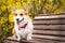 Happy purebred Welsh Corgi dog  sitting on a wooden bench in a blooming beautiful colorful trees in spring in the park