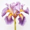 Happy Purple Iris Flower On White Background In Matthias Jung Style