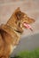 Happy red dog mongrel portrait