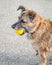 Happy Rescue Dog Fetching a Yellow Ball