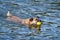 Happy Rescue Dog Swimming with Yellow Ball