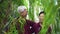 Happy retired Asian senior couple laughing under green willow tree