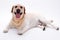 Happy retriever labrador on white background.