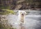 Happy Retriever playing in a river