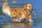 Happy Retriever playing with stick in water