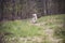 Happy Retriever running on a hiking trail