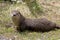 Happy River Otter Sunning On Grassy Bank