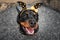 Happy rottweiler dog in Halloween headband, top view portrait