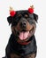 happy rottweiler dog with red tassels headband looking up and panting