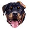Happy Rottweiler Face Handdrawn Vector