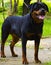 Happy  Rottweiler  on the filed