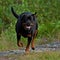 Happy Rottweiler running