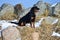 Happy Rottweiler sitting amongst rocks