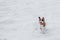 Happy running jack russell terrier on sand in summer time