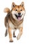 Happy running Shiba Inu dog on a transparent background