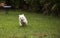 Happy running West Highland Terrier dog runs