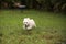Happy running West Highland Terrier dog runs