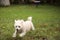 Happy running West Highland Terrier dog runs