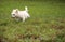 Happy running West Highland Terrier dog runs