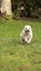 Happy running West Highland Terrier dog runs