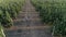 Happy rural family have fun while harvesting in apple garden in summer