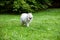 Happy Samoyed Dog on the grass