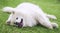 Happy Samoyed dog in the grass.