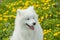 Happy Samoyed dog puppy with a funny face and tongue