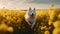 Happy Samoyed dog running in the blooming yellow field. Ai generated