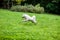 Happy Samoyed Dog Running on the grass