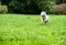 Happy Samoyed Dog Running on the grass. Open Mouth