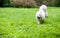 Happy Samoyed Dog Running on the grass. Open Mouth