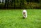 Happy Samoyed Dog Running on the grass. Red Ball in Mouth