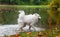 Happy Samoyed Dog Shakes Wet Hair. Water Splash