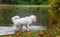 Happy Samoyed Dog Shakes Wet Hair. Water Splash