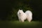 Happy samoyed dog standing outdoors in summer