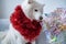 Happy samoyed dog wrapped in red new year`s rain sittin on the sofa and looking at the colorful bouguet of artificial