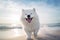 Happy samoyed running on beach