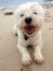 Happy sandy beach dog